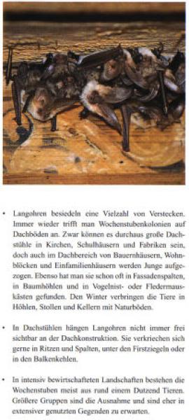 Faltblatt 'Die Langohren' (Seite 4)